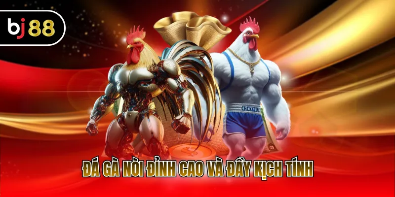 Đá gà nòi đỉnh cao và đầy kịch tính