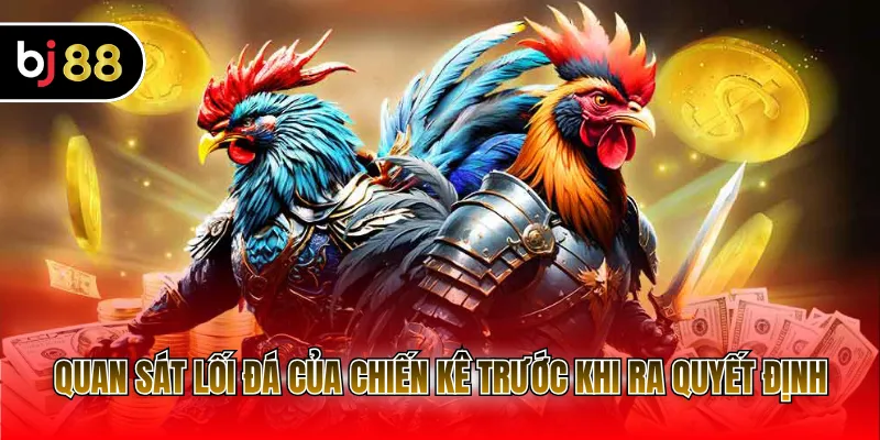 Quan sát lối đá của chiến kê trước khi ra quyết định